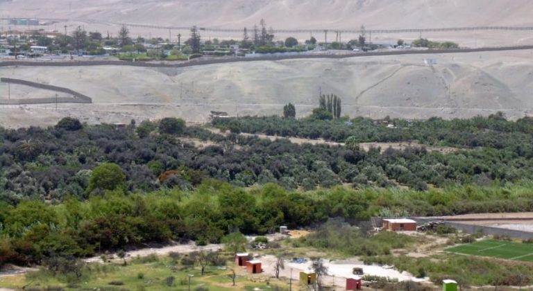 Publican Ley que declara de interés nacional la protección y conservación de los olivos