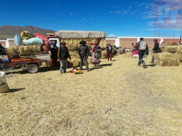 Arequipa: atienden a más de 110 mil cabezas de ganado afectadas por las heladas