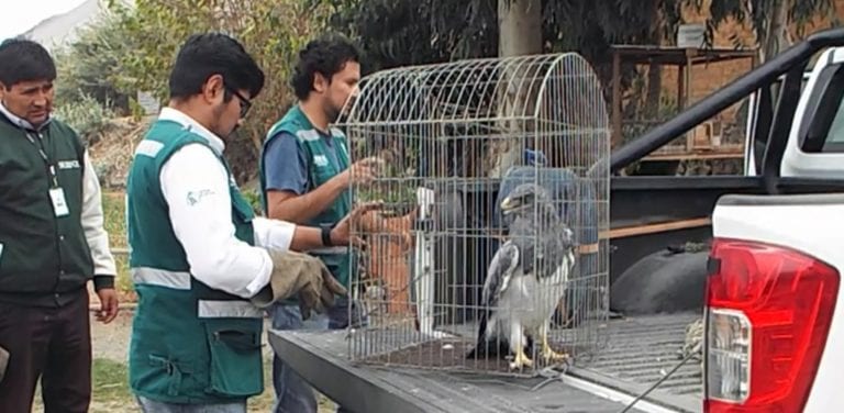 Rescatan águila enjaulada en un conocido restaurante campestre del Valle del Tambo