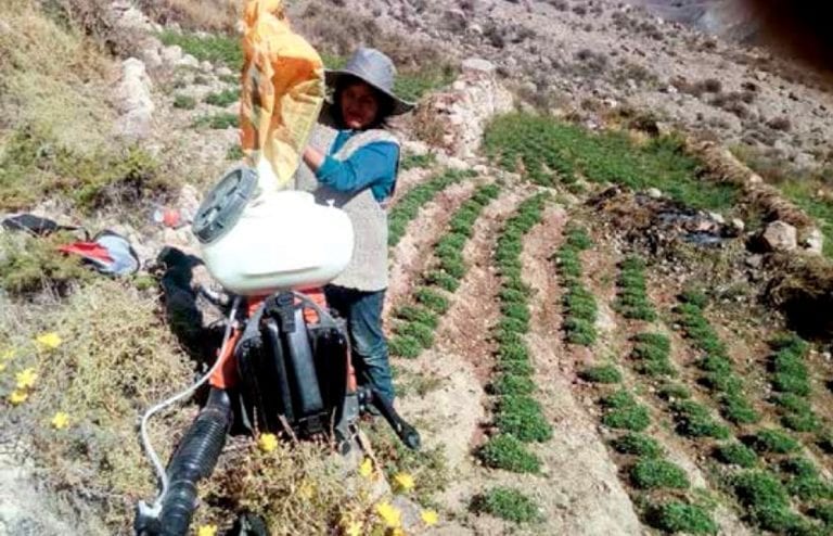 Implementan mejoras en cultivos con “Orégano de mi tierra” en Torata