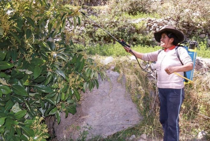 Programa de manejo agronómico en Torata 1