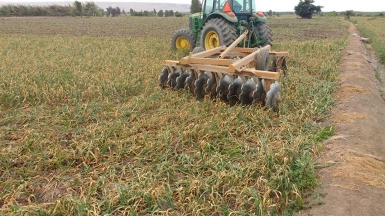 CRISIS DEL AJO: Agricultores prefieren arar la tierra antes de cosecharlo
