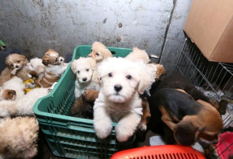 Realizan operativos para evitar la venta de cachorros en las ferias