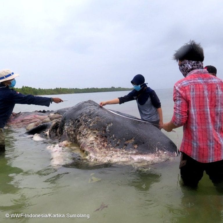 Una ballena fue hallada muerta con más de 1,000 objetos de plástico en su estómago