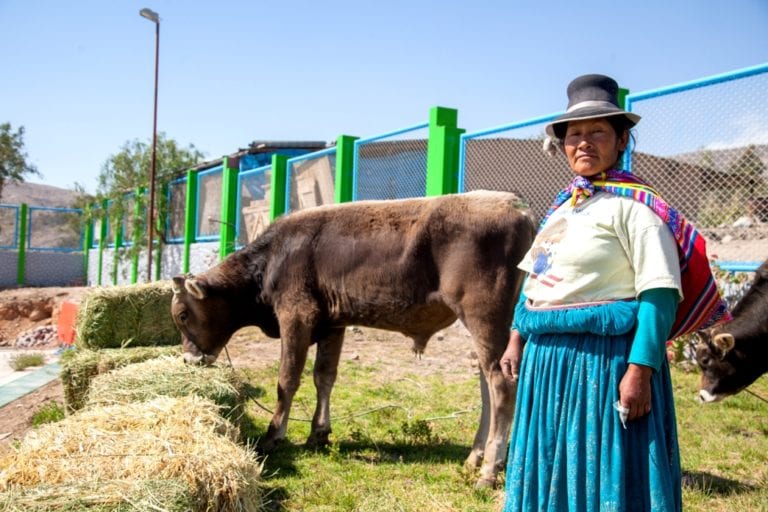 Entregan toros de engorde como capital semilla a productores de Torata Alta