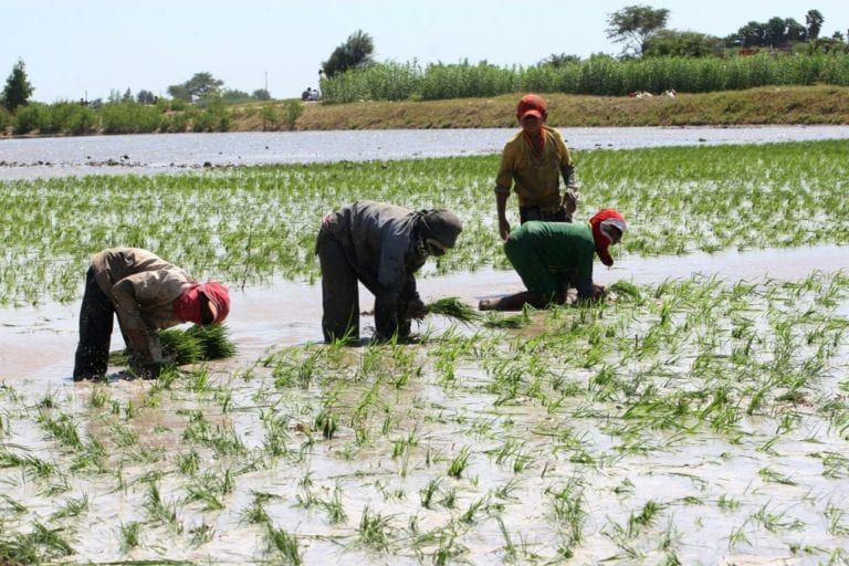 Aforo del río Tambo garantiza buena campaña del arroz