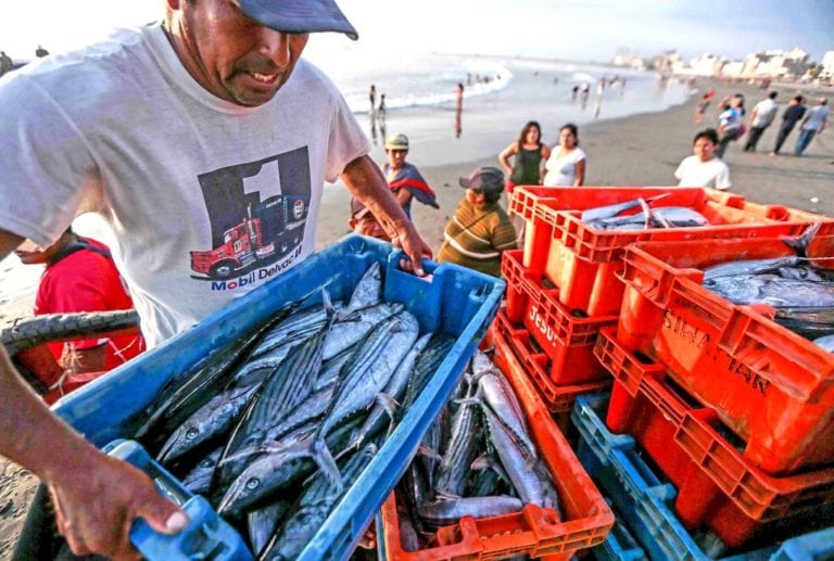 Ministerio de la Producción suspendió pesca de bonito en lo que resta del 2018