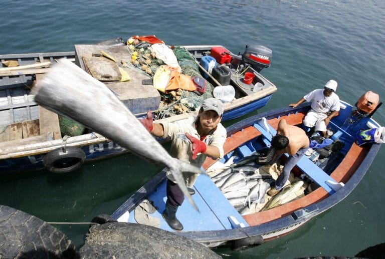 Armadores de Pesca Artesanal del Sur en crisis por suspensión de pesca de bonito
