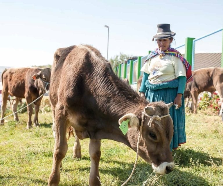 En Torata Alta impulsan proyecto para fortalecer crianza de ganado vacuno