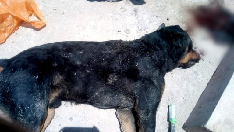 Perros rottweiler, como el que destrozó brazo a niña, son potencialmente peligrosos