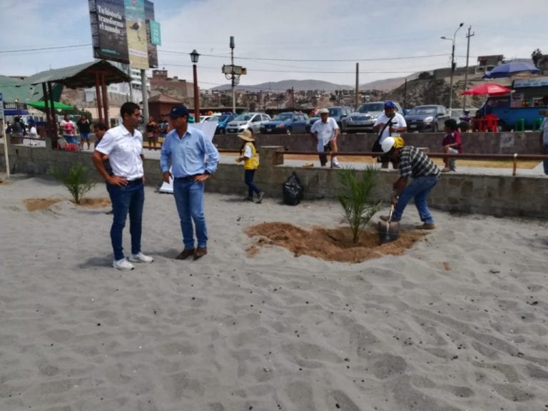 Inician plantación de 100 palmeras en la primera playa de Mollendo    