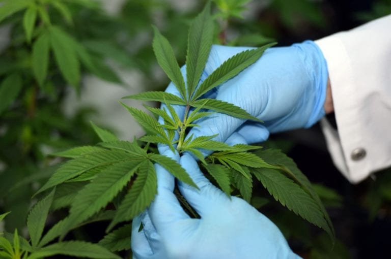 Gobierno publicó el reglamento de la ley de cannabis medicinal y sus derivados