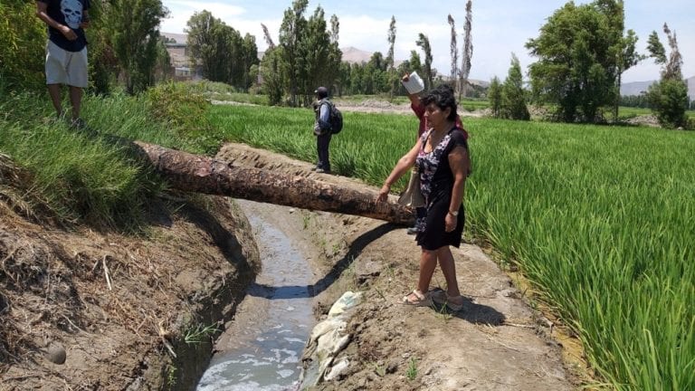 Agricultora denuncia que Sedapar habría permitido contaminación de cultivos de arroz