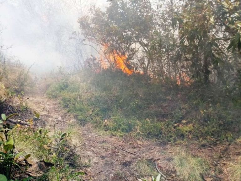 Dantesco incendio forestal se registró en el valle bajo de Moquegua 
