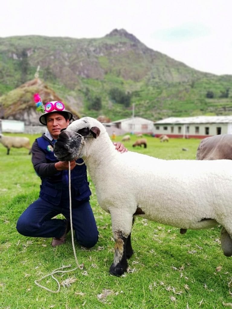 Proyecto de cadenas productivas pecuarias realizó inseminación en Carumas