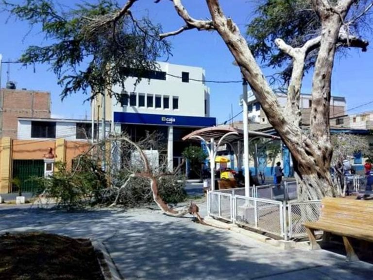 Árbol de la Plaza Mariscal Nieto cae y casi aplasta a transeúntes