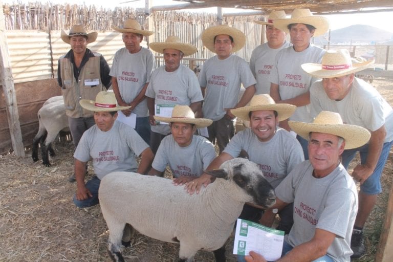 Promoverán mejoramiento genético de ovinos en La Curva