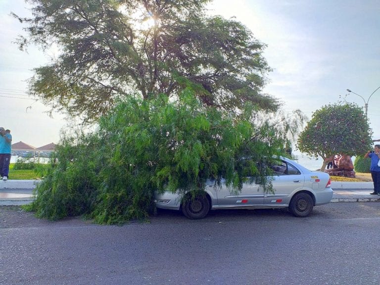 Pesado árbol aplasta vehículo estacionado frente a Hospital de EsSalud de Ilo