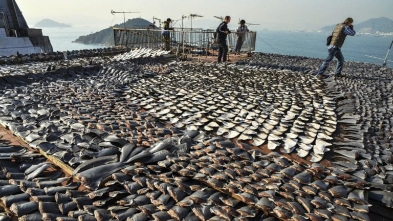 Canadá es el primer país del mundo en prohibir la importación y distribución de aletas de tiburón