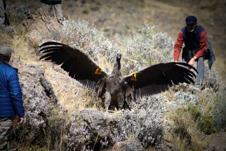 Devuelven a cóndor “Wayra” al Cañón del Colca