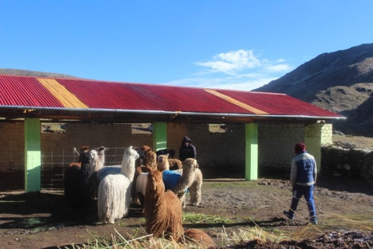 Minagri implementa en Moquegua cobertizos para alpacas y ovinos