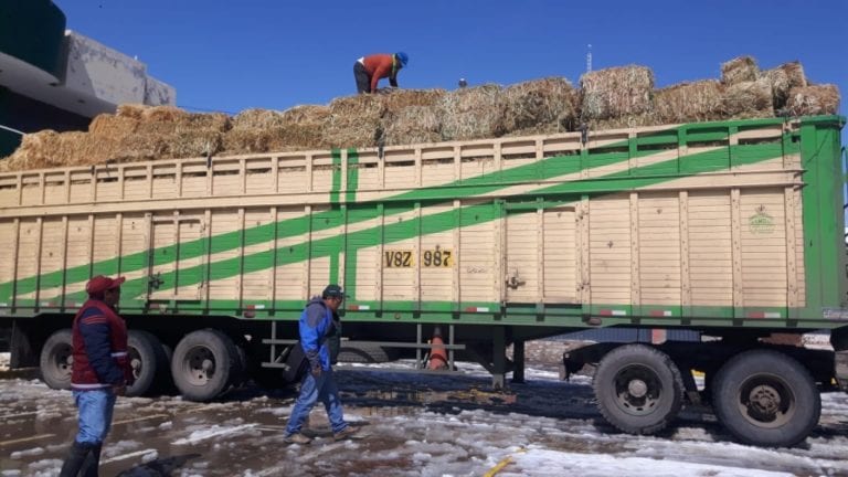 Volcán Ubinas: Distribuyen pacas de heno para garantizar alimentación del ganado