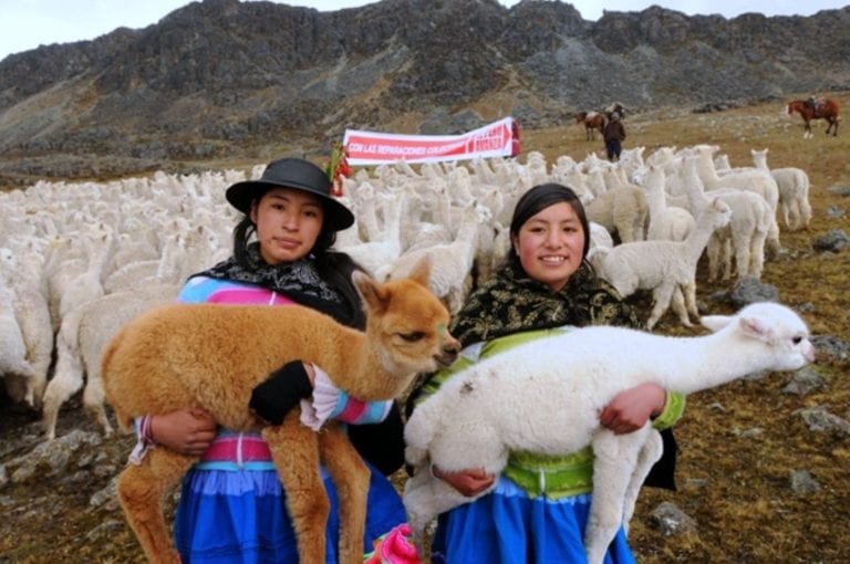 Este 31 de julio es el Foro Desarrollo y Competitividad de la cadena de valor de la Alpaca