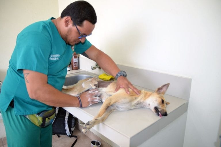 Médicos veterinarios conmemoran su 53° aniversario de fundación