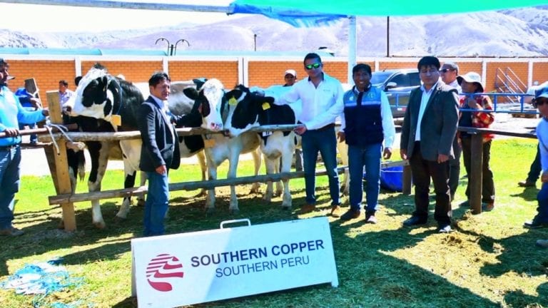 Southern entregó en Ilabaya vaquillonas Holstein como parte de plan de desarrollo agropecuario