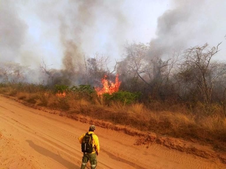 Bolivia: Incendios forestales no dan tregua y daños a la fauna y flora son incalculables