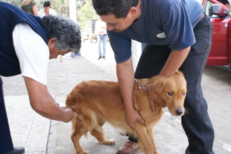 Campaña de Vacunación Canina en El Algarrobal 