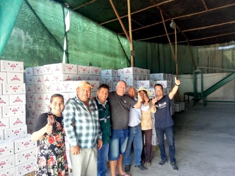 Agricultores majeños exportan 24 toneladas de ajo a Brasil