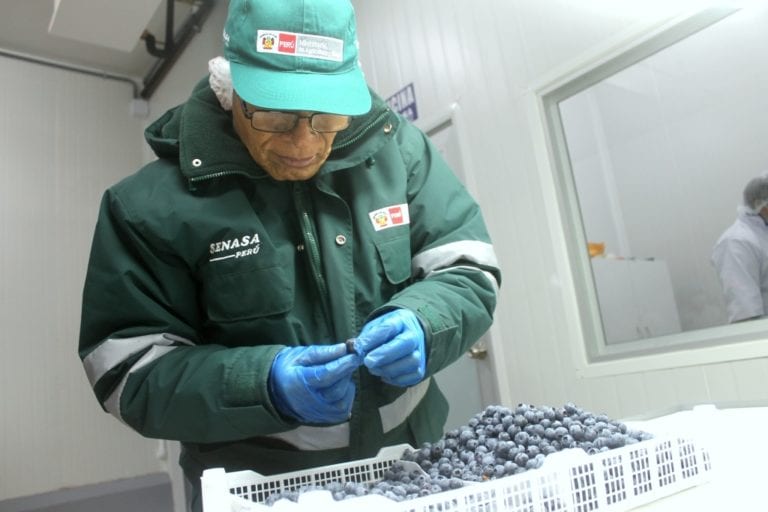 Primer lote de 14.5 toneladas de arándanos se exporta de Moquegua a Estados Unidos