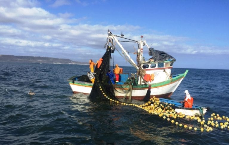 Pescadores informarán sobre zonas de captura del bonito en tallas menores