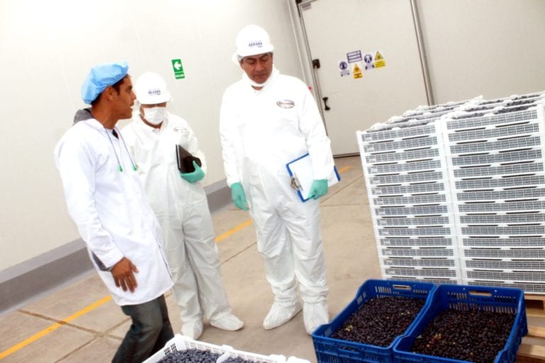 Senasa certifica primera planta procesadora de arándanos en la región Moquegua