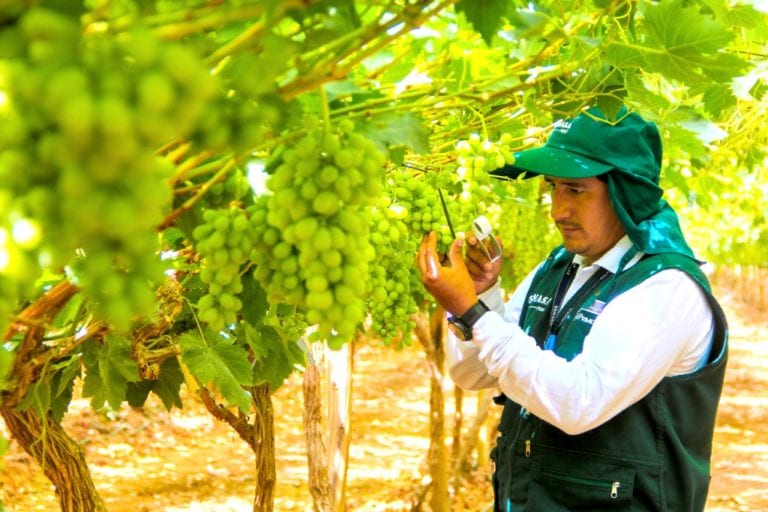 Moquegua certificó 2.5 hectáreas del primer lugar de producción de uva fresca