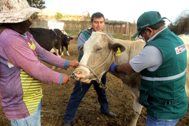 Estrategias sanitarias previenen aparición de Carbunco sintomático en Moquegua