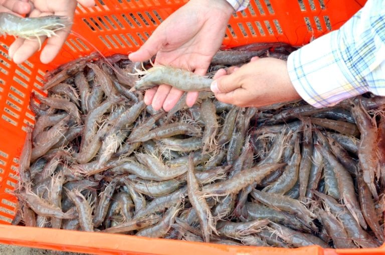 Asociación de pescadores de camarones exigen al GRM retome proyecto