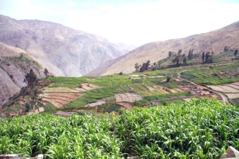 Tacna supera en productividad agraria en 33 cultivos a Moquegua
