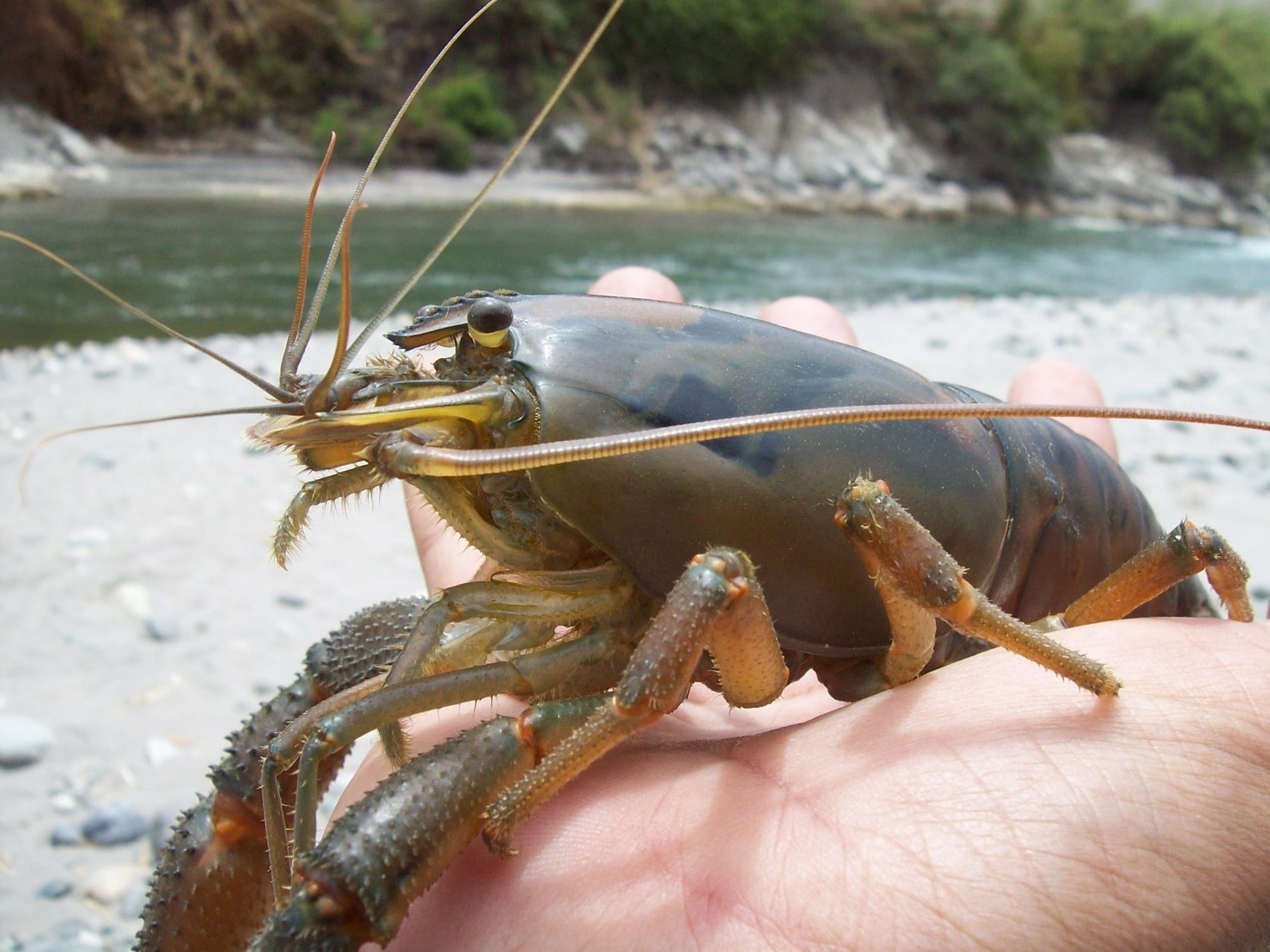 Desde el 2 de enero entra en veda el camarón de río