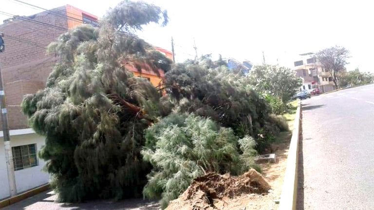 Fuertes vientos desprenden árbol en Miramar