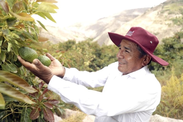 Productores de Chuchusquea fortalecerán cultivo orgánico de palto