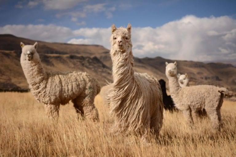 Coronavirus: anticuerpos de alpaca, vicuña y guanaco peruanos también evitarían infección