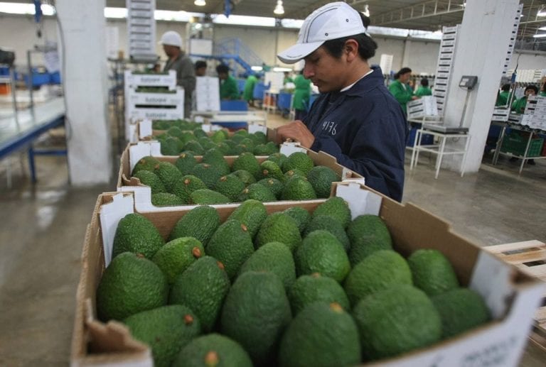 Impulsan campaña para promocionar palta peruana en Japón