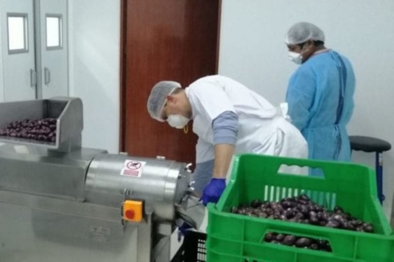 Moquegua: transforman 200 kilos de aceituna negra sin comercializar en pasta de aceituna