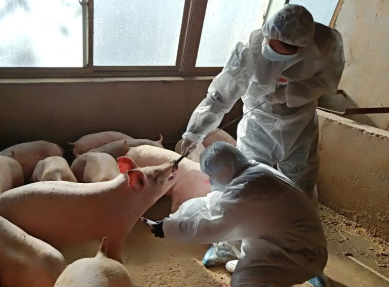 Descubren un virus de gripe porcina propicio para causar una nueva pandemia