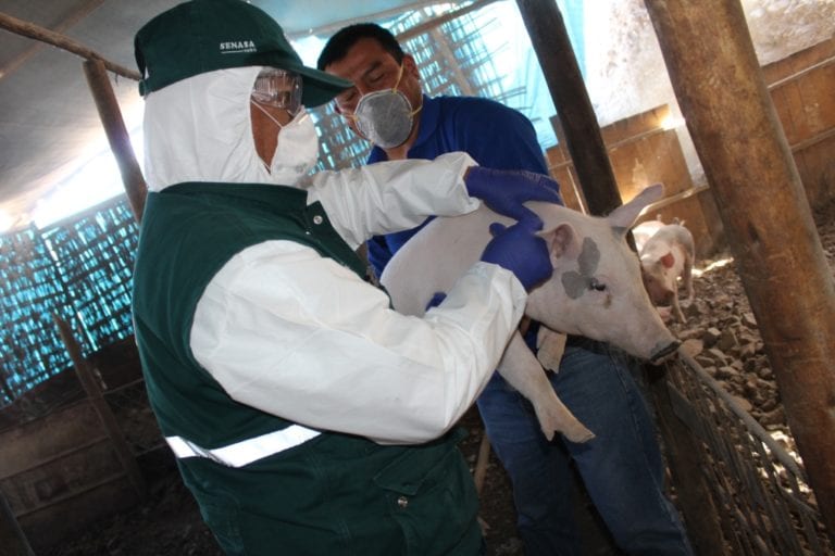 Acciones sanitarias durante la emergencia aseguran la sanidad de ganado porcino