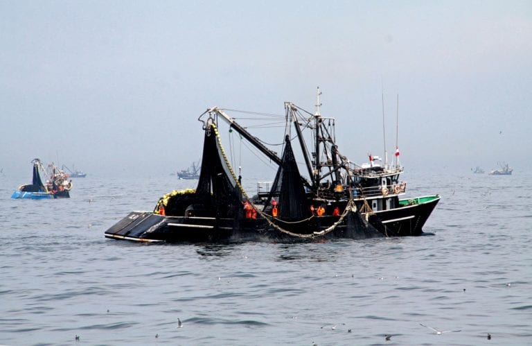 Pesca de anchoveta registra avance de 81.7% en primera temporada