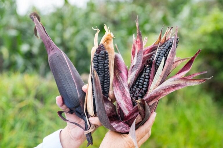 Cocachacra: Implementarán nuevas tecnologías para mejorar la producción de maíz morado