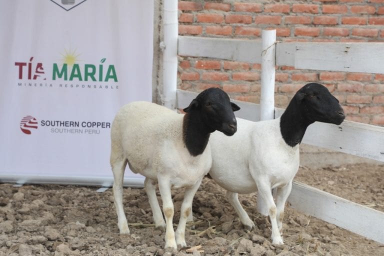 Productores de Punta de Bombón mejorarán calidad genética de ovinos